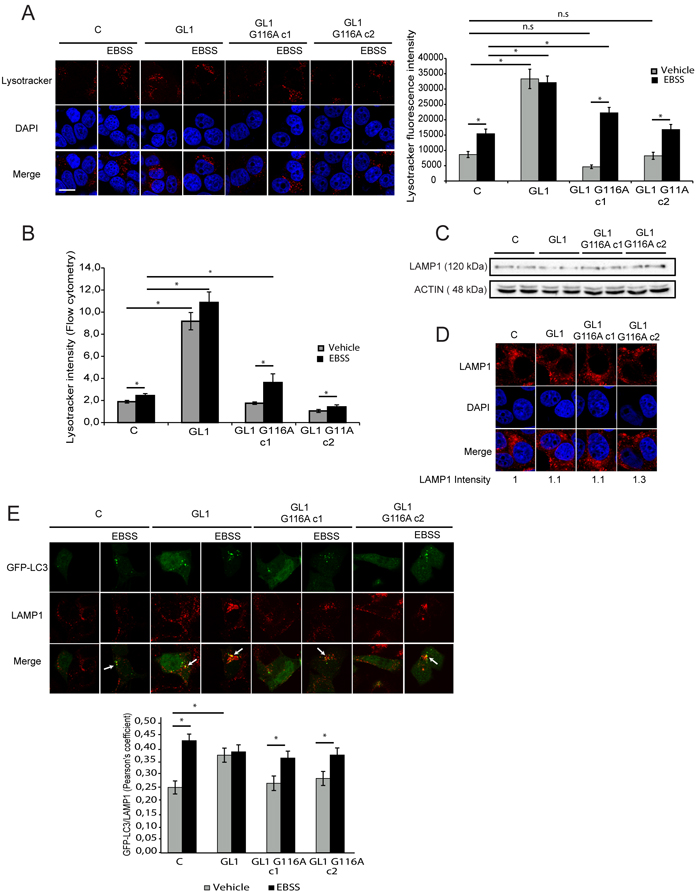 The G116A mutation impaired GABARAPL1 functions during late stages of autophagy.