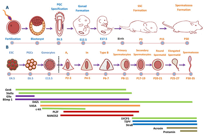 Development Cycle of Male Mouse Germ Cell.