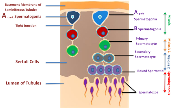 Illustration of spermatogenesis and approximate location of germ cells.