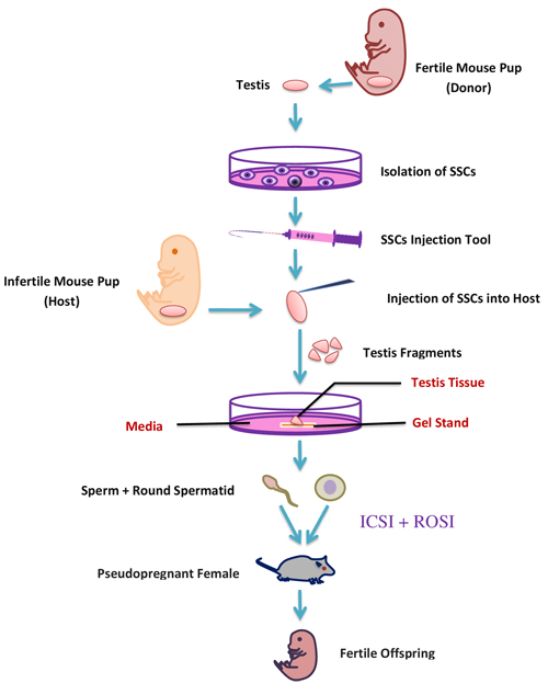 A schematic representation of