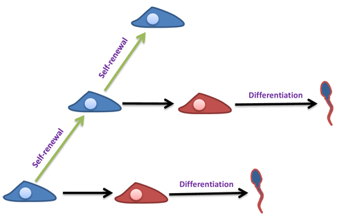 Self-renewal and differentiation of SSCs.