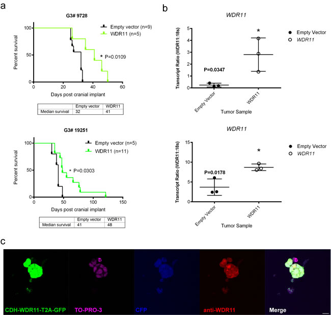 Survival of mice bearing mouse G3 MB overexpressing WDR11 in two additional G3 MB tumorsphere lines.