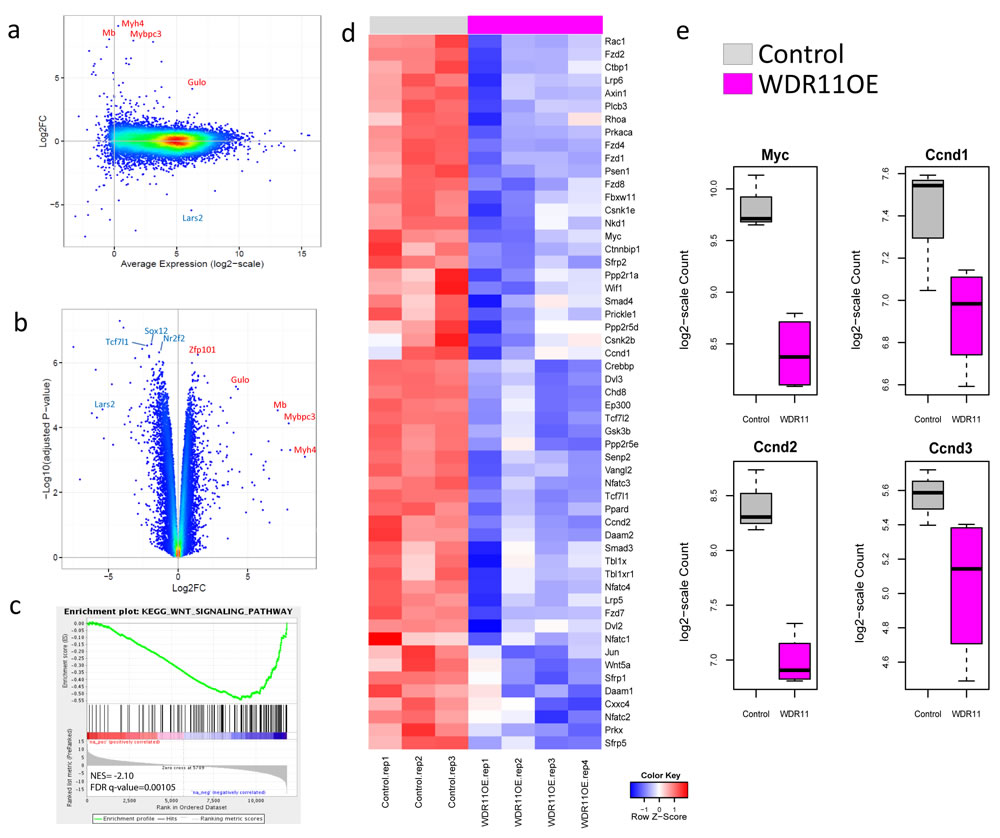 Over-expression of WDR11 induces down-regulation of WNT signaling.