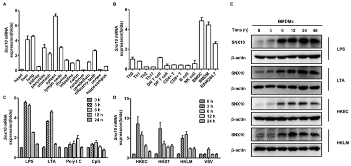 Expression of SNX10 in mouse tissues and cells.