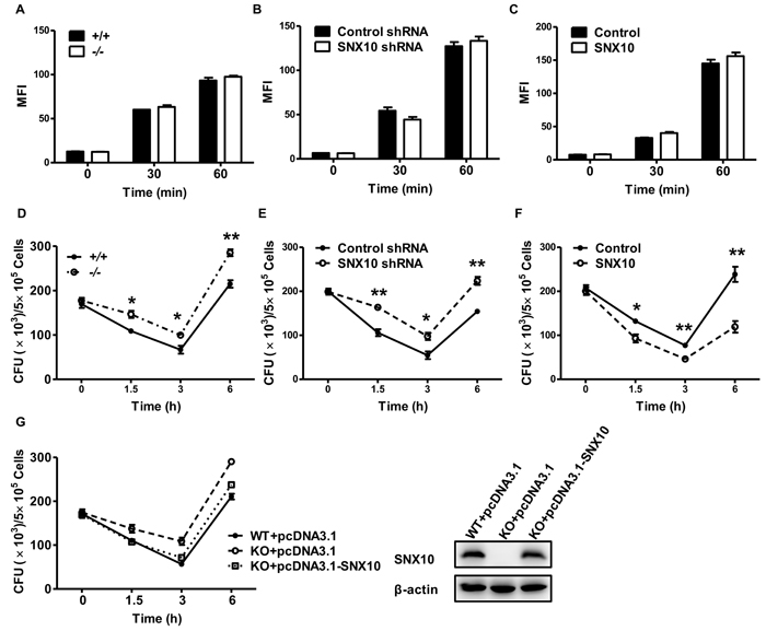 SNX10 regulates bactericidal activity in macrophages.