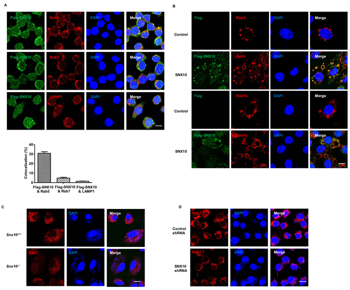 SNX10 promotes late endosome and late phagosome maturation in macrophage.