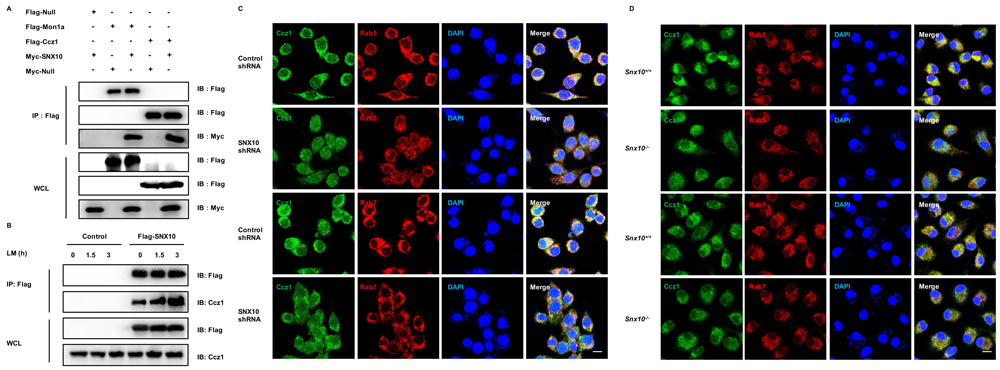SNX10 recruits the Mon1-Ccz1 complex to endosomes.