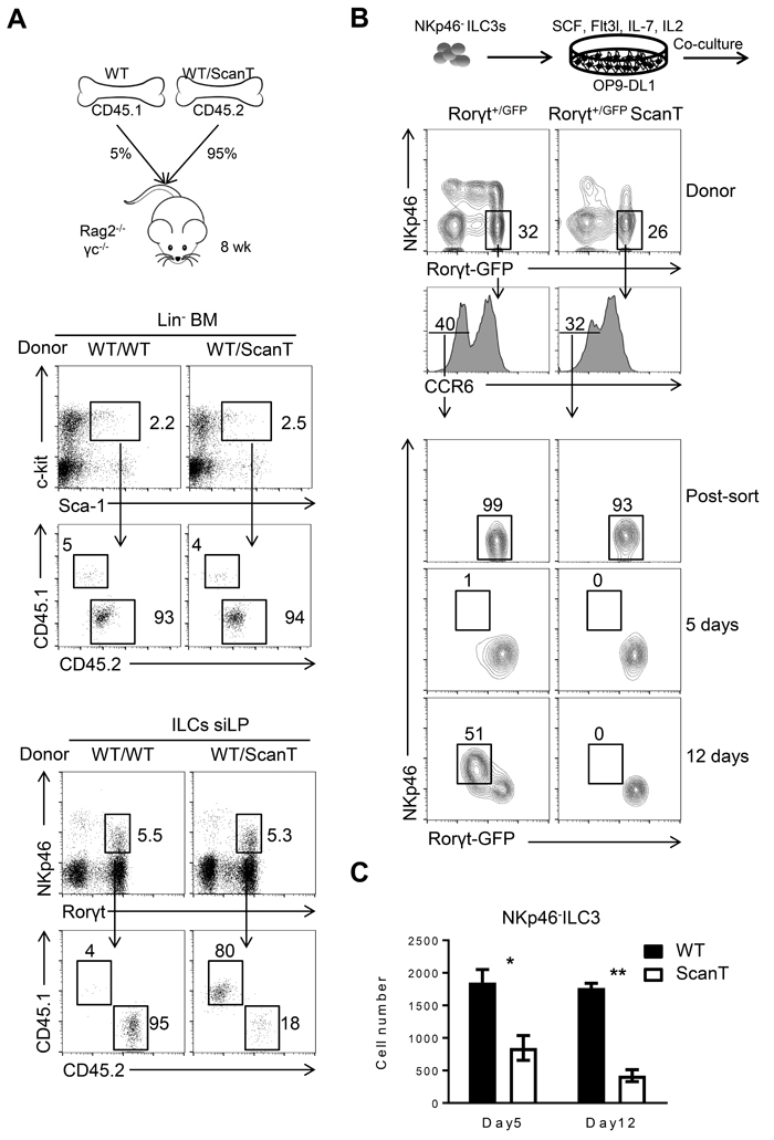 Cell intrinsic requirement of Zbtb1 for the generation of NKp46