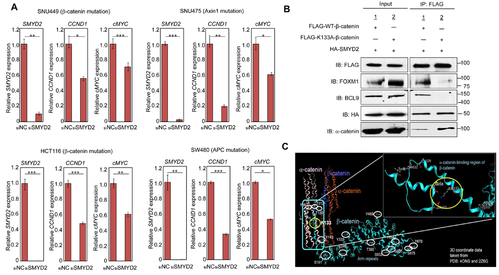 SMYD2-mediated &#x3b2;-catenin methylation is required for expression of Wnt downstream genes and &#x3b2;-catenin nuclear translocation by FOXM1.