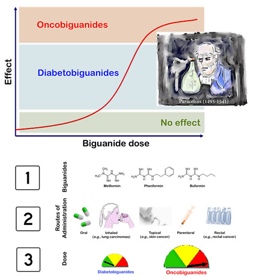 Dose&#x2013;response anti-cancer effect of biguanides in humans, as per Paracelsus&#x2019; law.