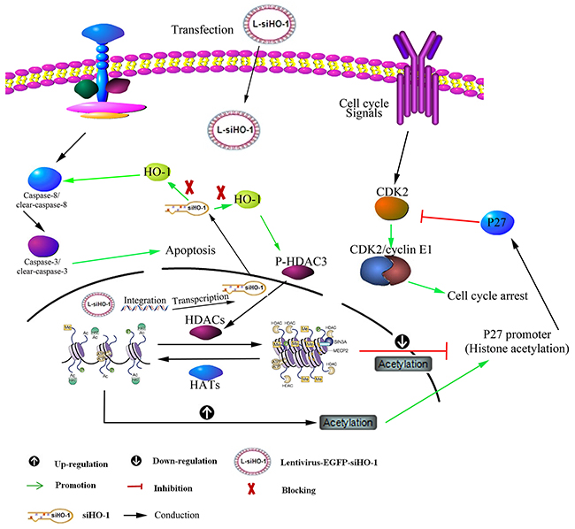 Schematic representation of mechanism for HO-1 silencing associated with SAHA-induced LY-10 cell apoptosis.