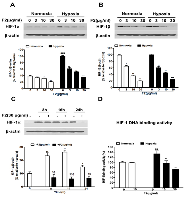 The effects of F2 on HIF-1&#x03B1; and HIF-1&#x03B2; expression in U87 cells.