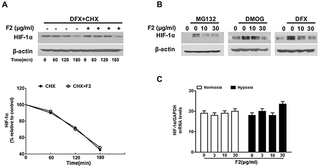 The effects of F2 on HIF-1&#x03B1; half-life, degradation and transcription.