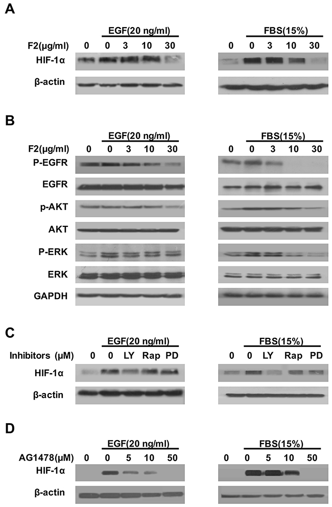 The effects of F2 on EGF- and FBS-induced HIF-1&#x03B1; expression.