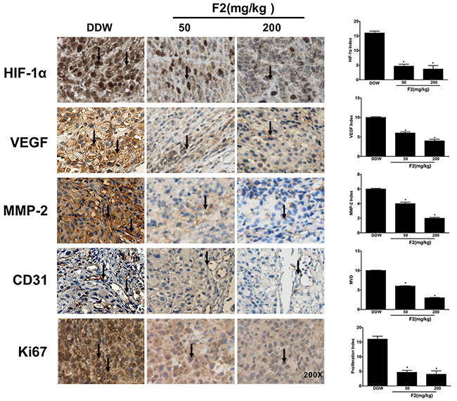 Effects of F2 on tumor-related biomarkers in vivo.