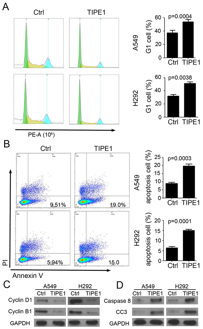TIPE1 arrests cell proliferation and induces apoptosis in lung cancer cell lines.