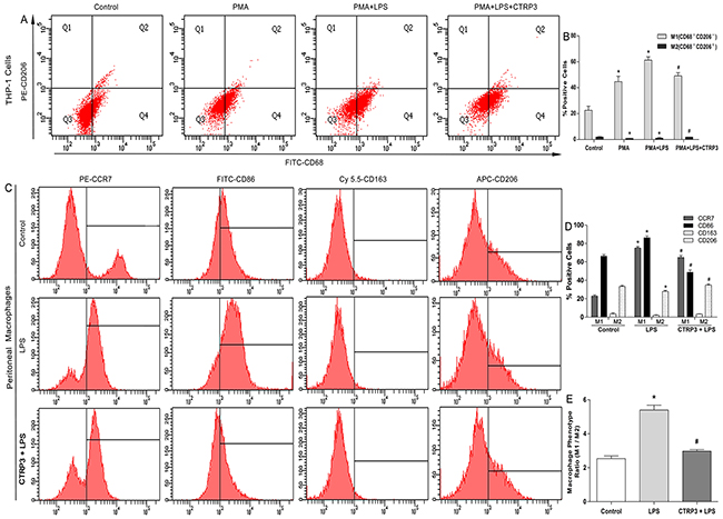 Impacts of CTRP3 on LPS-induced cell phenotype transition in macrophages.