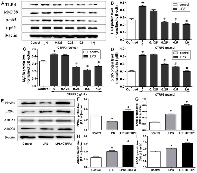 Impacts of CTRP3 on levels of TLR4-NF-&#x03BA;B and PPAR&#x03B3;-LXR&#x03B1;-ABCA1/ABCG1 pathway proteins in THP-1 macrophages.