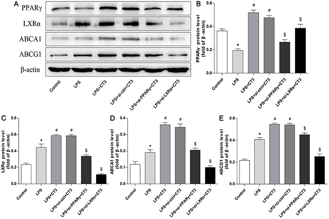 Transfection of si-PPAR&#x03B3; and si-LXR&#x03B1; reduces the function of the LXR&#x03B1;-ABCA1/ABCG1 cholesterol efflux pathway in macrophages.