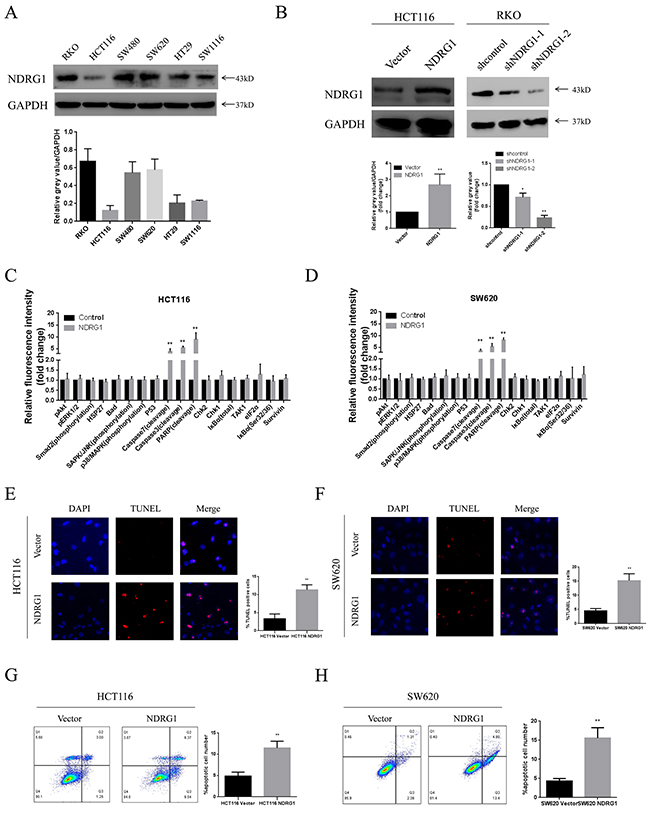 NDRG1 suppressed CRC cell viability by inducing apoptosis.