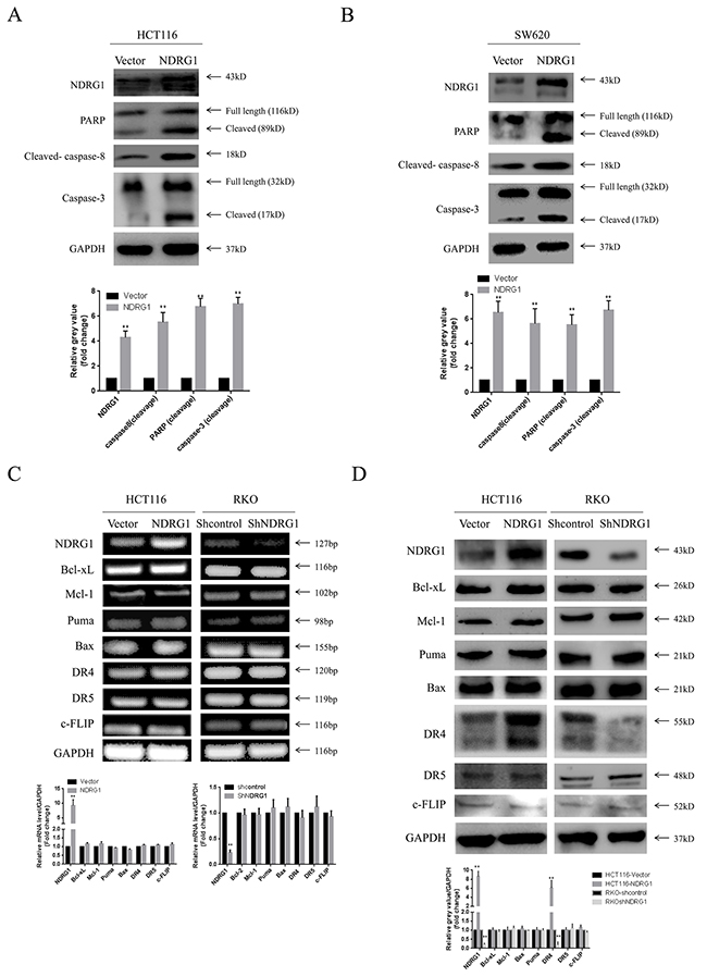 NDRG1 induced apoptosis via activating death receptor pathway.