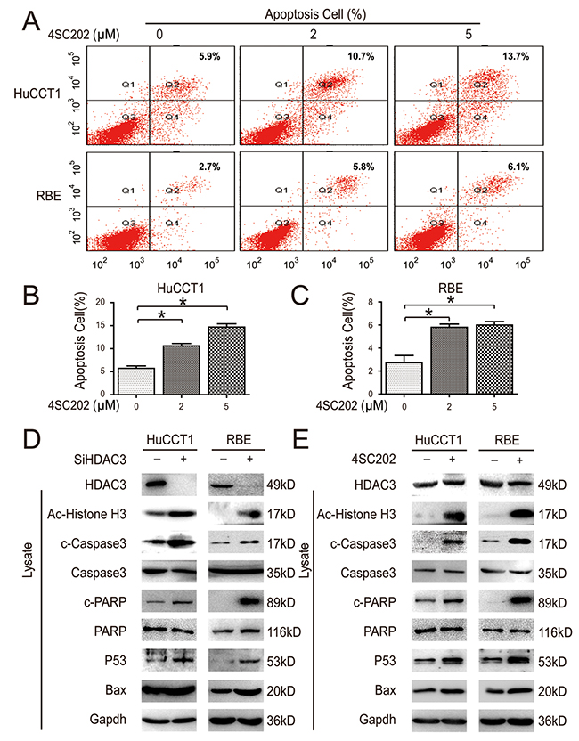 HDAC3 inhibition induces CCA cell apoptosis in vitro.
