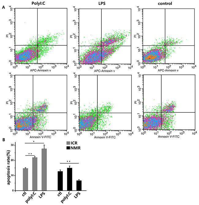 PolyI:C and LPS induce apoptosis in mouse and naked mole rat macrophages.