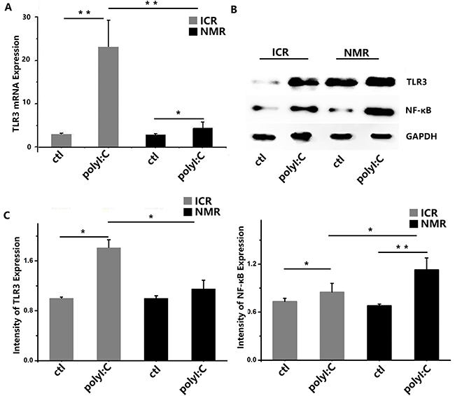 PolyI:C-stimulated macrophage inflammatory responses in naked mole rats and ICR mice.