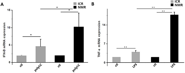 PolyI:C- and LPS-stimulated macrophage cytokine expression in naked mole rats and ICR mice.