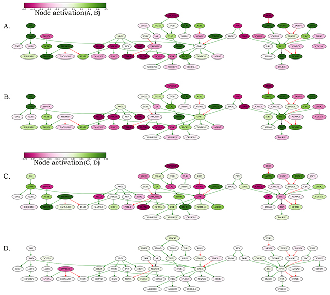 Schematic representation of the MYCN amplification molecular pathway.