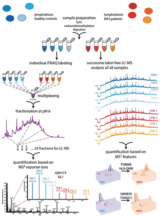 Two-pronged proteomic workflow using (i) label free quantification for more accurate ratio determination between MSS and control samples and (ii) iTRAQ-based quantification to obtain a deeper proteome coverage.