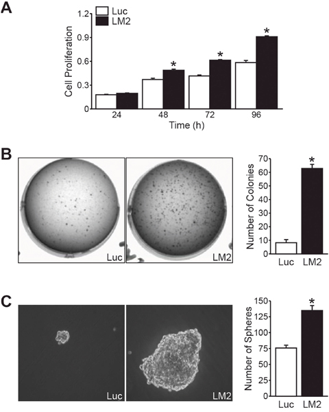 BE(2)-C/LM2 demonstrates enhanced growth potential in vitro.