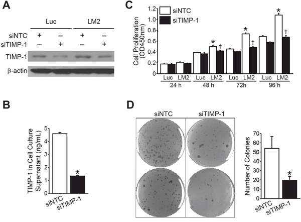 RNA interference of TIMP-1 blocks BE(2)-C/LM2 growth in vitro.