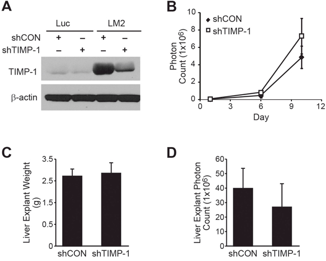 Silencing TIMP-1 fails to abrogate the prometastatic phenotype of BE(2)-C/LM2.