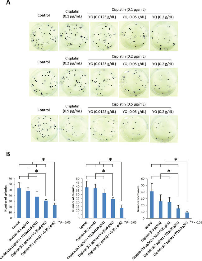 Oxygen carrier YQ23 significantly suppressed the colony formation of HCC cells under Cisplatin in a dose dependent manner.