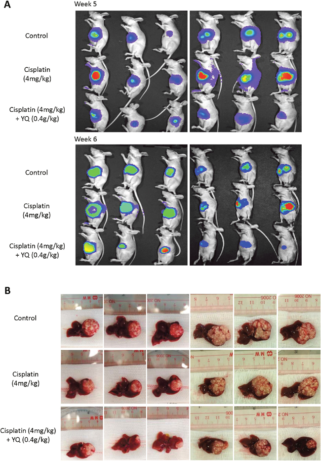 Oxygen carrier YQ23 significantly sensitized Cisplatin treatment in vivo.