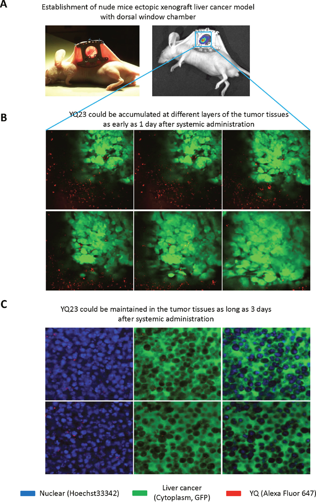 Real-time intravital imaging (Confocal) showed that YQ23 accumulated in the tumor tissue in ectopic xenograft liver cancer model using dorsal window chamber.