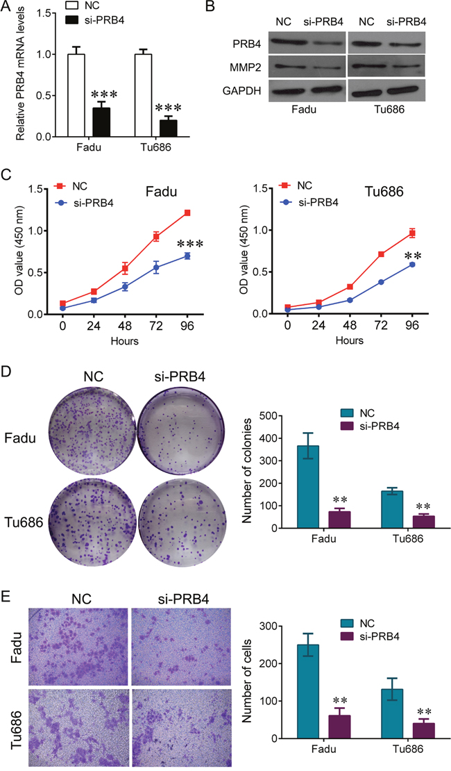 knockdown of PRB4 represses Fadu and Tu686 cells growth and invasion.