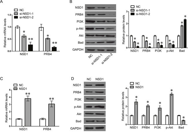 NSD1 activates PRB4 and PI3K signaling.