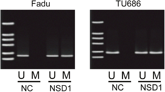 The methylation levels of promoter of PRB4 in Fadu and Tu686 cells.