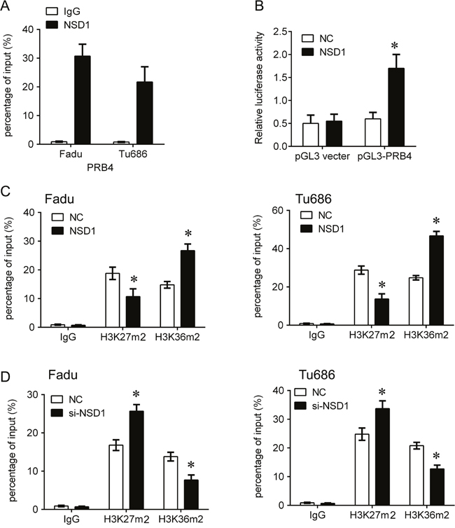 NSD1 epigenetically activates PRB4 by recruiting H3K36m2.