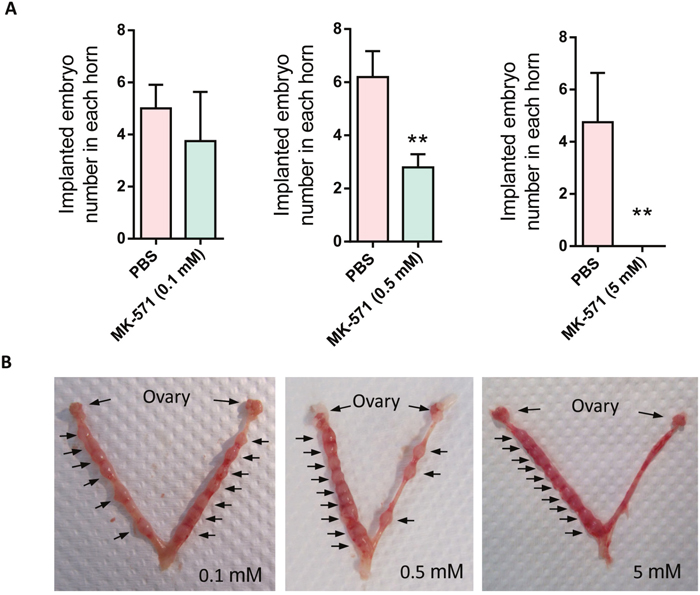 Effect of MRP4 inhibition on implantation rate in mice.