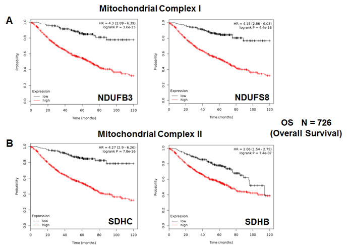 Mitochondrial complex I and II proteins are associated with poor clinical outcome in lung cancer patients.