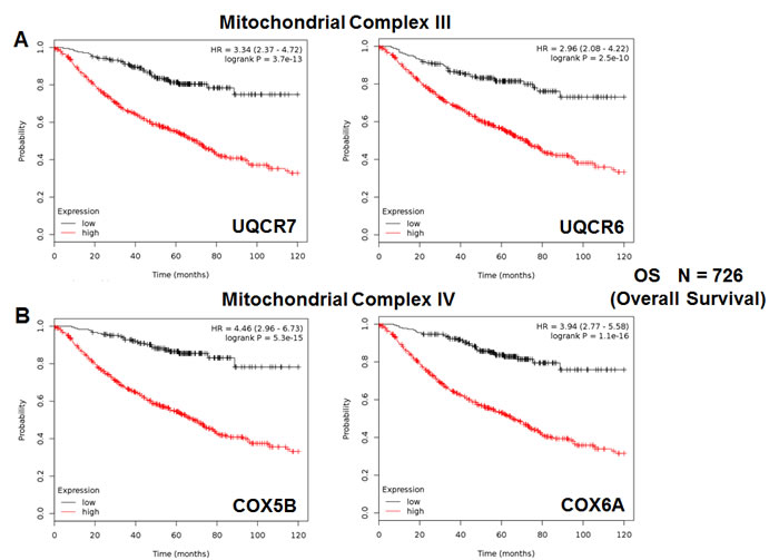 Mitochondrial complex III and IV proteins are associated with poor clinical outcome in lung cancer patients.
