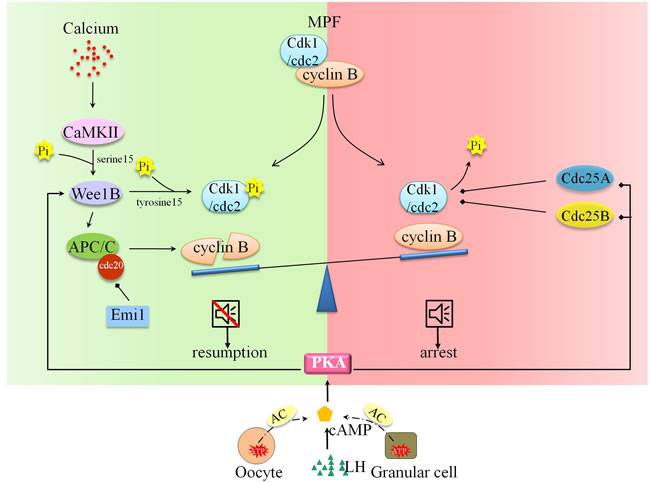 Molecular and signal mechanism underpinning oocyte arrest and cell resumption.