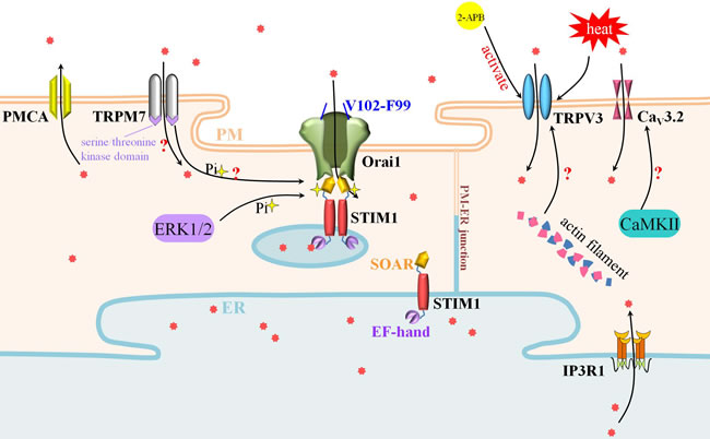 SOCE, TRPV3 and TRPM7 participate actively in Ca