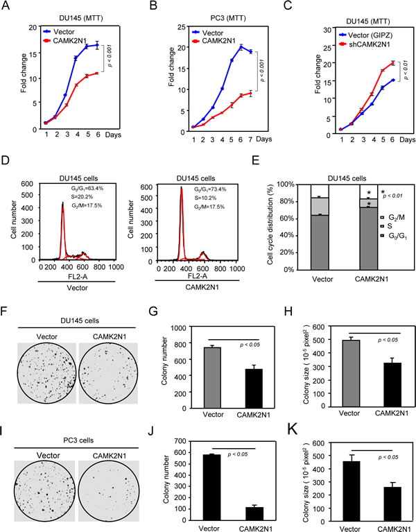 CAMK2N1 inhibits prostate cancer cell proliferation and cell cycle progression.