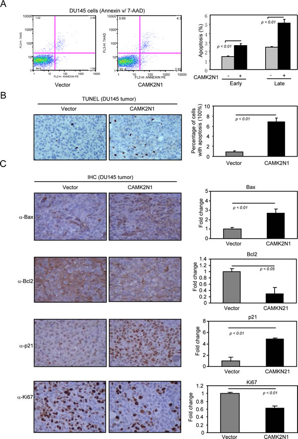 CAMK2N1 induces apoptotic cell death in human prostate cancer cells.
