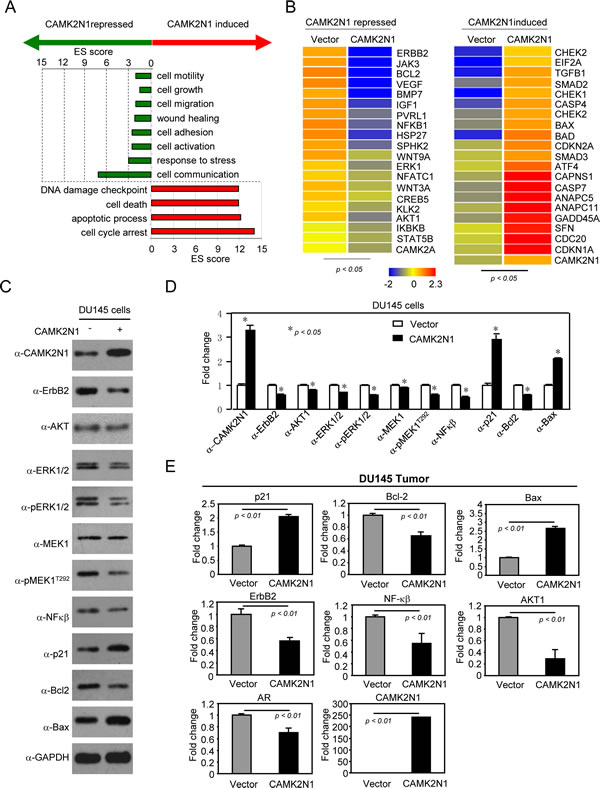 CAMK2N1 suppresses IGF-1, ErbB2, VEGF, downstream kinase-PI