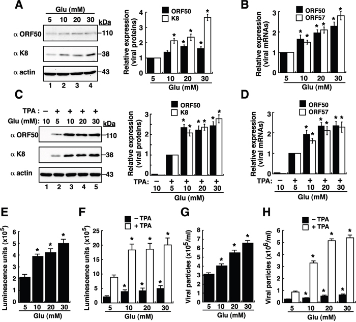 High glucose enhances lytic reactivation of KSHV in BCBL1 cells.